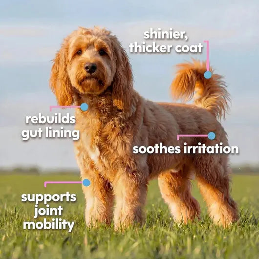 Aludol Premium Collagen Liquid Drops